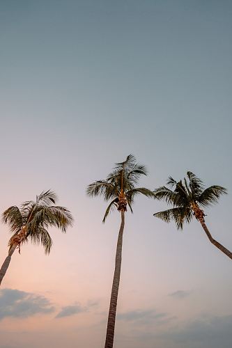 low angle photography of three coconut trees